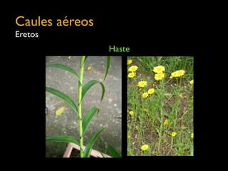 Caules aéreos	

Eretos
Haste
 