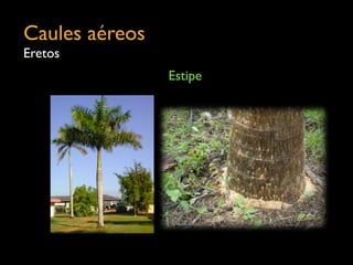 Caules aéreos	

Eretos
Estipe
 