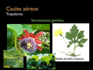 Caules aéreos	

Trepadores
Sarmentosos: gavinhas
 