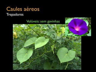 Caules aéreos	

Trepadores
Volúveis: sem gavinhas
 