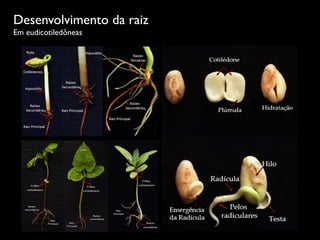 Desenvolvimento da raiz
Em eudicotiledôneas
Marcílio  de  Almeida  e    Cristina  Vieira  de  Almeida
Morfologia  da  raiz  de  plantas  com  sementes  
Figura  2  —  Plântula  ou  seedling  de  feijão  evidenciando  o  desenvolvimento  do  sistema  radicular  e  da  
parte  aérea
O  desenvolvimento  da  radícula  formará  o  sistema  radicular  axial  ou  pivotante  típico  das  
Eudicotiledôneas  (ﬁgura  3)  .
s
s
s
Eóﬁlo
Figura  2  —  Plântula  ou  seedling  de  feijão  evidenciando  o  desenvolvimento  do  sistema  radicular  e  da  
parte  aérea
O  desenvolvimento  da  radícula  formará  o  sistema  radicular  axial  ou  pivotante  típico  das  
Eudicotiledôneas  (ﬁgura  3)  .
Figura  3  —  Plântulas  com  sistema  radicular  pivotante  ainda  com  a  presença  de  cotilédones
s
s
s
Eóﬁlo
 