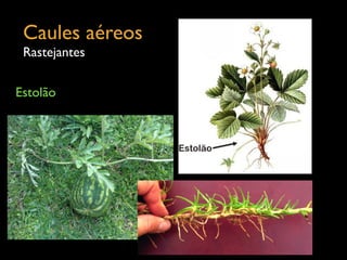 Caules aéreos	

Rastejantes
Estolão
 