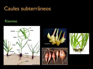 Caules subterrâneos	

Rizomas
 