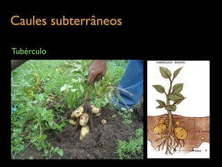 Caules subterrâneos	

Tubérculo
 