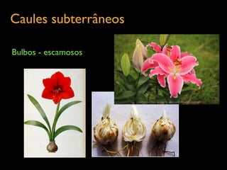 Caules subterrâneos	

Bulbos - escamosos
 