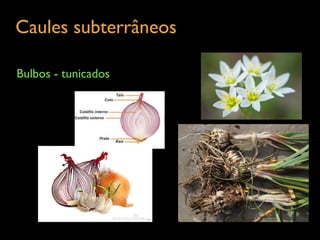 Caules subterrâneos	

Bulbos - tunicados
 