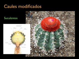 Caules modiﬁcados	

Suculentos
 