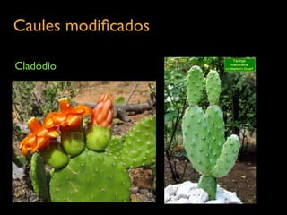 Caules modiﬁcados	

Cladódio
 