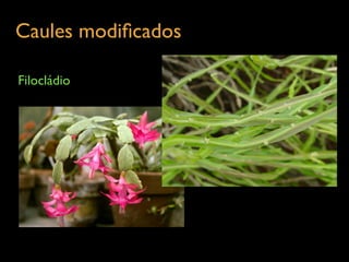 Caules modiﬁcados	

Filocládio
 