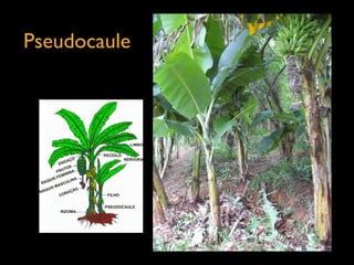 Pseudocaule
 