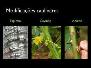 Modiﬁcações caulinares
Espinho Gavinha Acúleo
 