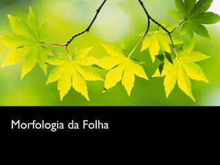 Morfologia da Folha
 