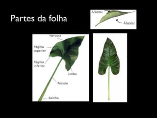 Partes da folha
 