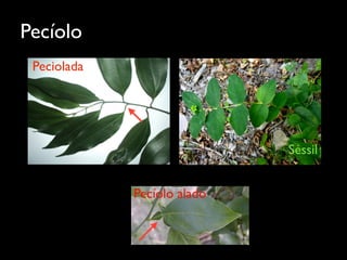Pecíolo
Peciolada
Séssil
Pecíolo alado
 