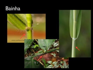 Bainha
 