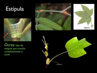 Estípula
Ócrea: tipo de
estípula que envolve
completamente o
caule
 