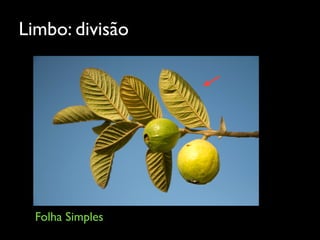 Limbo: divisão
Folha Simples
 
