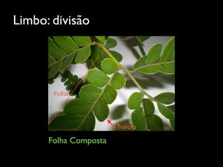 Limbo: divisão
Folha Composta
Folha
Folíolo
 