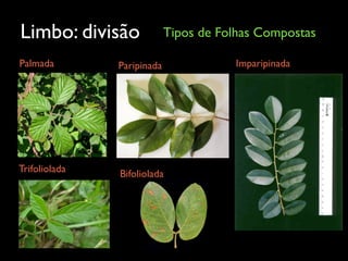 Limbo: divisão Tipos de Folhas Compostas
Palmada Paripinada Imparipinada
Trifoliolada Bifoliolada
 