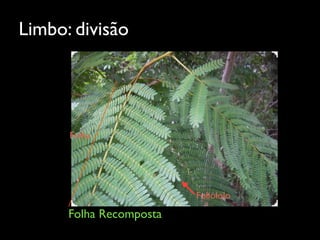 Limbo: divisão
Folha Recomposta
Folha
Foliólolo
 
