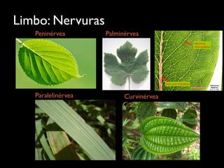 Limbo: Nervuras
Peninérvea Palminérvea
Paralelinérvea Curvinérvea
 