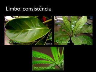 Limbo: consistência
Coriácea Cartácea
Membranácea
 