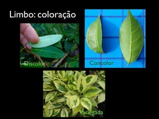 Limbo: coloração
Discolor Concolor
Variegada
 