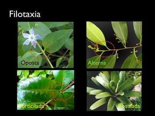 Filotaxia
RosuladaRaiada
Oposta Alterna
Verticilada
 