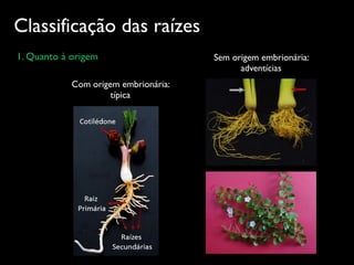 Classificação das raízes
1. Quanto à origem
não  segmentado,  pois  são  desprovidas  de  nós  e  consequentemente  não  
xceto  em  casos  especíﬁcos  e  raros,  onde  algumas  plantas  apresentam  raí-­‐‑
amadas  por  apresentarem  gemas,  assunto  que  será  abordado  no  capítulo  
ásicos  de  raízes  podem  ser  observados  nas  espécies  vegetais,  e  sua  distin-­‐‑
om  sua  origem,  que  pode  ser  embrionária  e  não  embrionária.
RIGEM  EMBRIONÁRIA:  TÍPICAS  
olo  radicular  embrionário,  que  
   que,  por  sua  vez  continuará  
é  formar  a  raiz  primária  (raiz  
ramiﬁcações  ou  raízes  secun-­‐‑
as   terciárias,   que   formarão   as  
eterminando  assim,  o  sistema  
axial  (ﬁgura  9),  na  maioria  das  
nas  Monocotiledôneas.  
volvimento   de   raiz   típica   de   ori-­‐‑
mbrionária.  Amendoinzeiro  dan-­‐‑
gem  ao  sistema  radicular  axial  ou  
nte,  evidenciando  a  raiz  eixo  ou  
ria  e  as  ramiﬁcações  secundárias  
IFICAÇÃO  DAS  RAÍZES  QUANTO  À  ORIGEM
22
2.  RAÍZES  COM  ORIGEM  NÃO  EMBRIONÁRIA:  ADVENTÍCIAS  
  Essa  designação  é  atribuída  às  raízes  com  origem  a  partir  do  caule,  de  folhas  ou  de  
quer  outra  parte  do  vegetal,  que  não  seja  a  raiz  primária  ou  suas  ramiﬁcações.  Do  conjun
raízes  adventícias  surge  o  sistema  radicular  fasciculado  (ﬁgura  10).
Figura   10   —   Desenvolvimento   de   raiz   adventícia   com   ori-­‐‑
gem  não  embrionária  em  cebolinha  verde  (seta  
branca)  e  alho  porro  (seta  vermelha)
Com origem embrionária:
típica
Sem origem embrionária:
adventícias
 