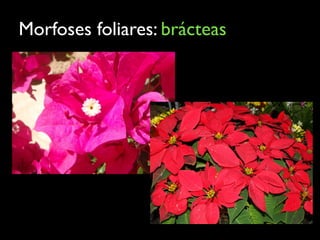 Morfoses foliares: brácteas
 