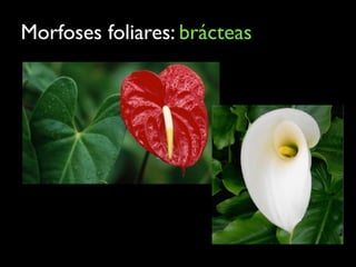 Morfoses foliares: brácteas
 