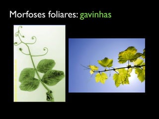 Morfoses foliares: gavinhas
 