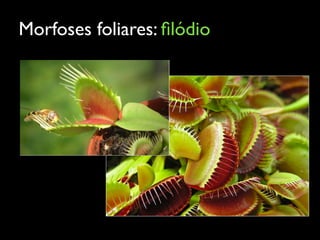 Morfoses foliares: ﬁlódio
 