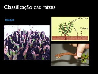 Classificação das raízes
Estaquia
 