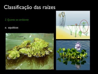 Classificação das raízes
2. Quanto ao ambiente
a. aquáticas
 