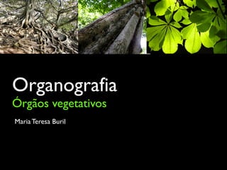 Organografia
Órgãos vegetativos
Maria Teresa Buril
 