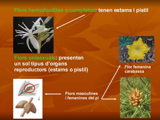 Flors hermafrodites o completes :   tenen estams i pistil Flors unisexuals : presenten  un sol tipus d’organs  reproductors (estams o pistil) Flors masculines  i femenines del pi Flor femenina  carabassa 