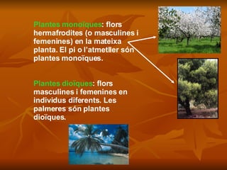 Plantes monoïques : flors hermafrodites (o masculines i femenines) en la mateixa planta. El pi o l’atmetller són plantes monoïques. Plantes dioïques : flors masculines i femenines en individus diferents. Les palmeres són plantes dioïques. 