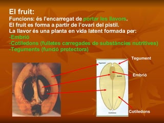 El fruit: Funcions: és l’encarregat de  portar les llavors . El fruit es forma a partir de l’ovari del pistil. La llavor és una planta en vida latent formada per: Embrió  Cotiledons (fulletes carregades de substàncies nutritives) Teguments (funció protectora) Cotiledons Embrió Tegument 