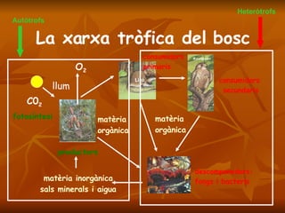 La xarxa tròfica del bosc llum C0 2 fotosíntesi productors matèria inorgànica sals minerals i aigua matèria  orgànica descomponedors:  fongs i bacteris matèria  orgànica consumidors primaris consumidors  secundaris O 2 Autòtrofs Heteròtrofs 