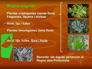 Regne vegetal: Plantes criptògames (sense flors) Falgueres, líquens i molses  Arrel, tija i fulles Plantes fanerògames (amb flors) Arrel, tija, fulles,  flors i fruits Recorda: les algues pertanyen al  Regne dels Protoctists 