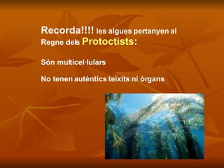 Recorda!!!!  les algues pertanyen al  Regne dels  Protoctists : Són multicel·lulars No tenen autèntics teixits ni òrgans 
