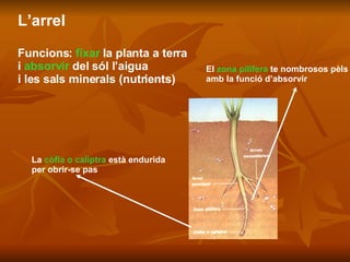 L’arrel Funcions:  fixar  la planta a terra  i  absorvir  del sól l’aigua  i les sals minerals (nutrients) La  còfia o caliptra  està endurida per obrir-se pas El  zona pilífera  te nombrosos pèls amb la funció d’absorvir 