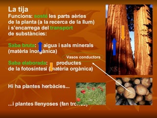 La tija Funcions:  sosté  les parts aèries  de la planta (a la recerca de la llum)  i s’encarrega del  transport de substàncies: Saba bruta :  aigua i sals minerals (matèria inorgànica) Saba elaborada :  productes  de la fotosíntesi (matèria orgànica) Hi ha plantes herbàcies...  ...i plantes llenyoses (fan troncs) Vasos conductors 