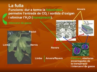 La fulla Funcions: dur a terme la  fotosíntesi , permetre l’entrada de CO 2  i sortida d’oxígen i eliminar l’H 2 O ( transpiració ). Intercanvi de gasos Pecíol Nervis Limbe Limbe Anvers/Revers Anvers Revers Estomes , obertures  encarregades de  la transpiració  i intercanvi de gasos 