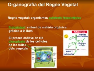 Organografia del Regne Vegetal Regne vegetal: organismes  autòtrofs fotosintètics Fotosíntesi : síntesi de matèria orgànica  gràcies a la llum El procés esdevé en els  cloroplasts  de les cèl·lules  de les fulles  dels vegetals 