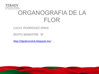 ORGANOGRAFIA DE LA
         FLOR
LUCIO RODRIGUEZ ARIAS

SEXTO SEMESTRE “B”

http://dgsdennistsb.blogspot.mx/
 