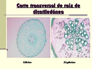 Corte transversal de raíz deCorte transversal de raíz de
dicotiledóneadicotiledónea
GlicineGlicine ErythrinaErythrina
 
