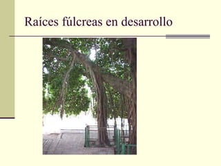 Raíces fúlcreas en desarrollo
 