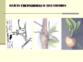 RAÍCES CHUPADORASCHUPADORAS O HAUSTORIOS
 